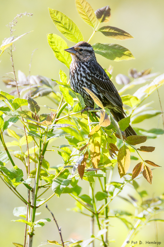Female Blackbird