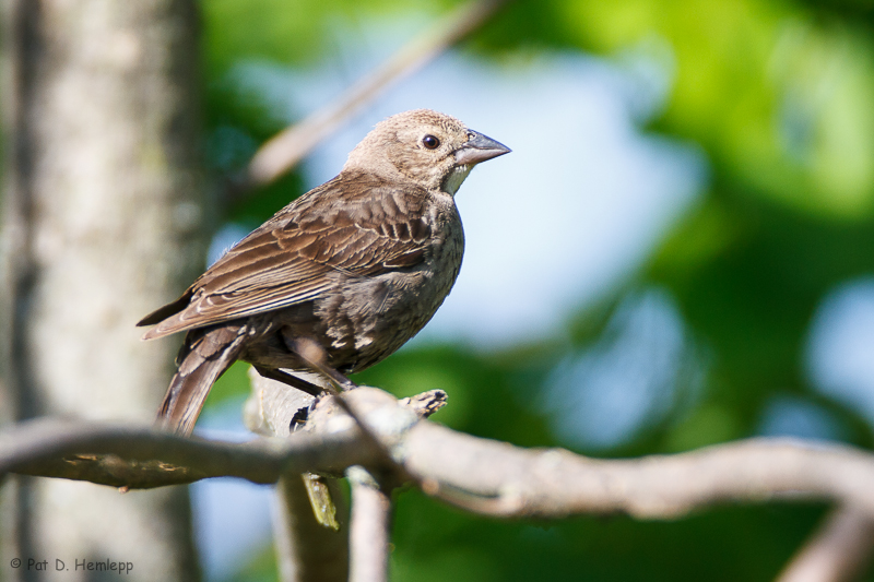 Cowbird on limb