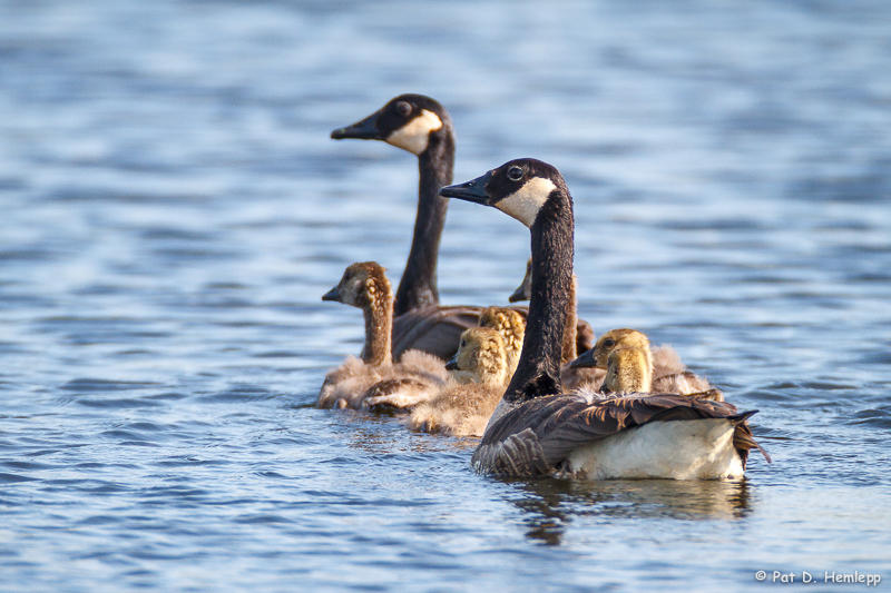 Goose family