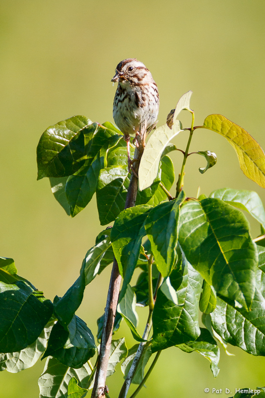 With food