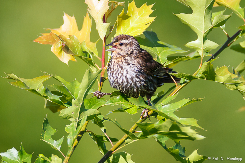 With leaves