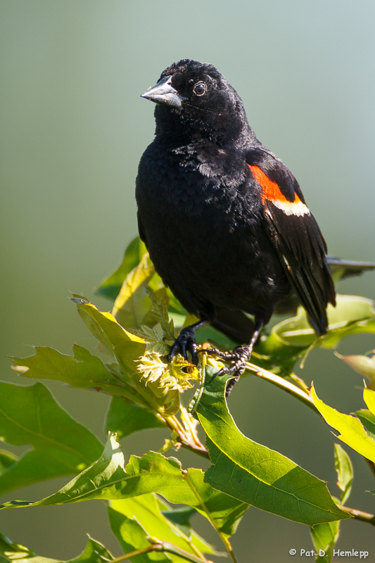 Resting Blackbird