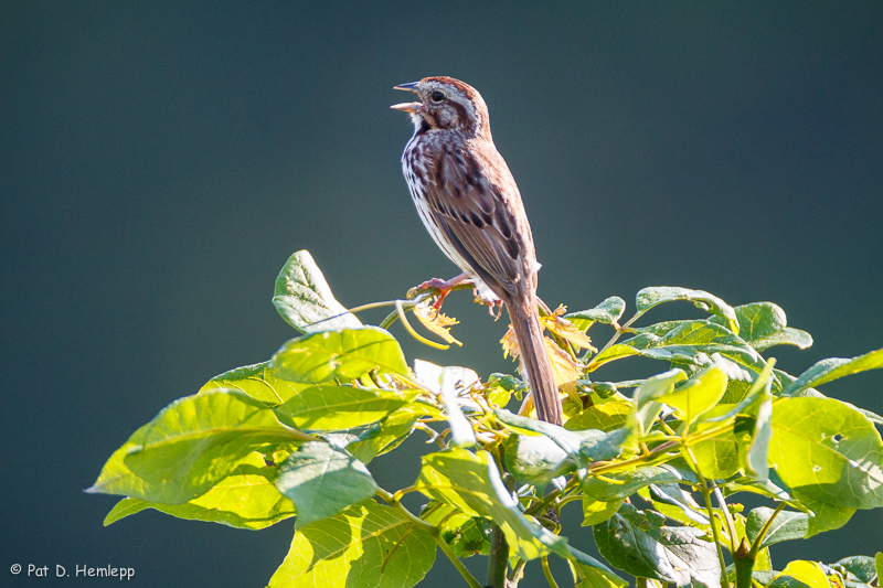 Singing on green