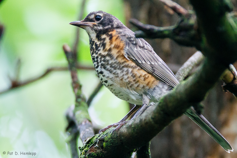 Immature Robin