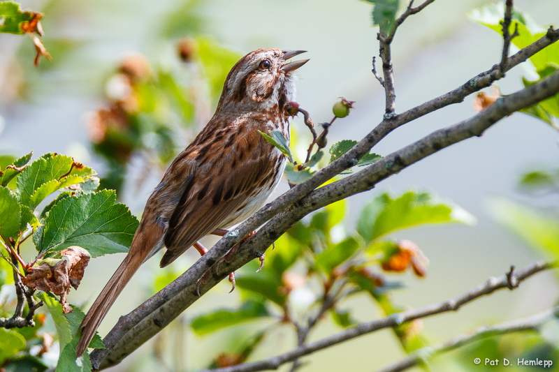 Singing in tree