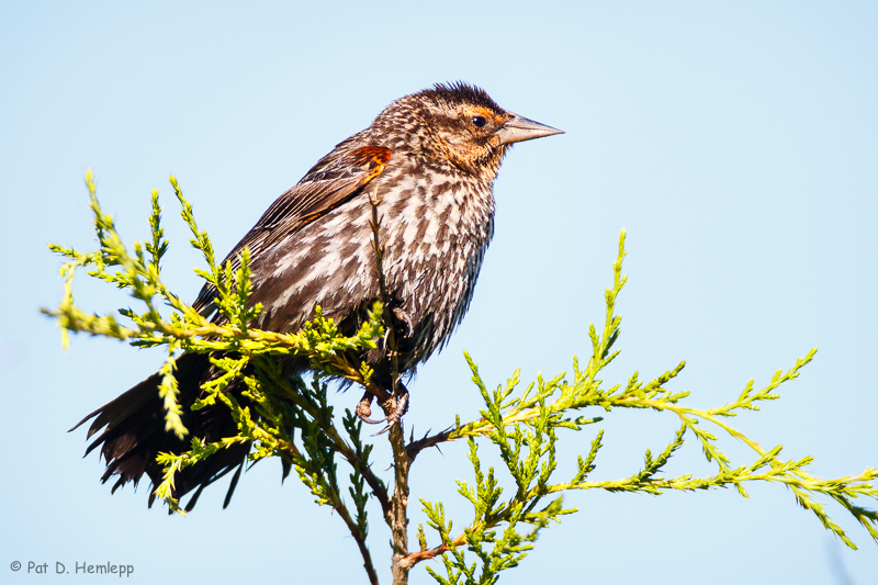 Blackbird, blue sky