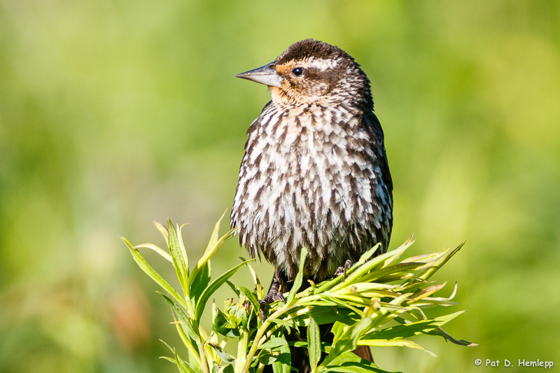 Blackbird profile