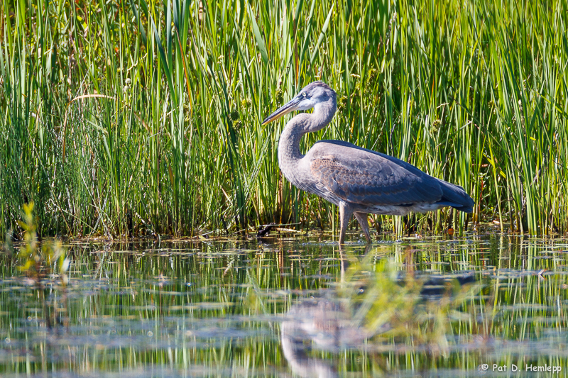 Heron and grass