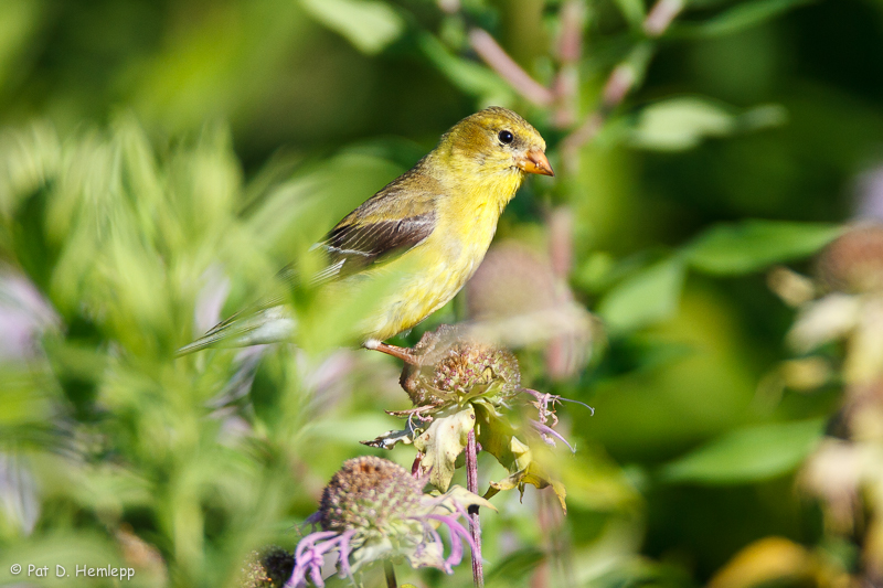 Yellow and green