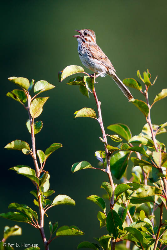 Singing on green