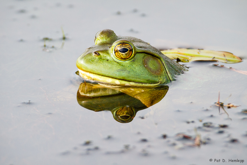Frog profile