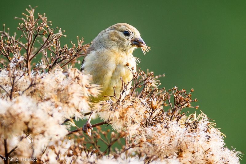 Feeding on thistle