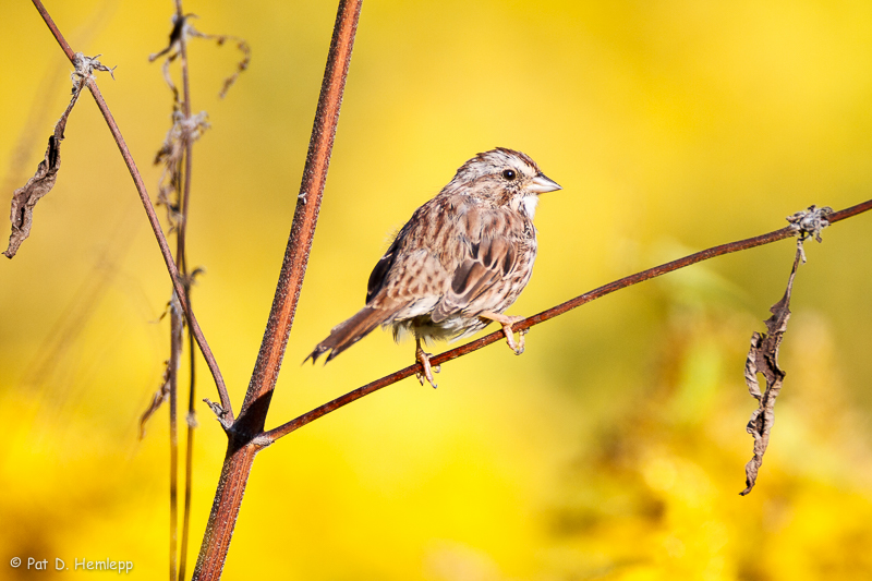 Sparrow on yellow