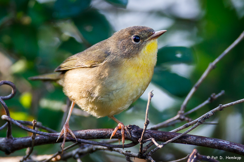 Yellowthroat on branch