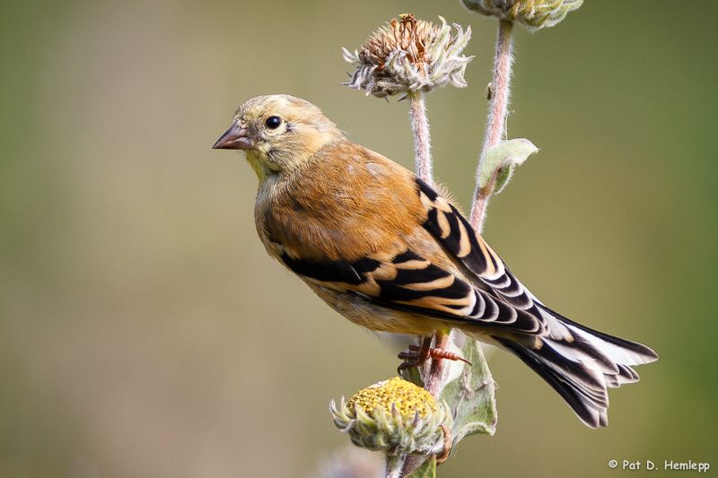 Goldfinch on stem