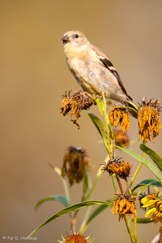On dead flowers