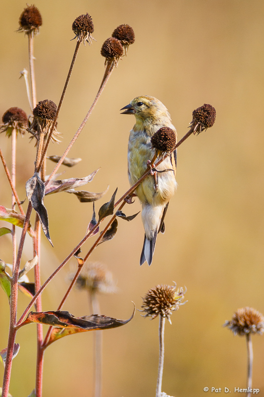 Remains of summer