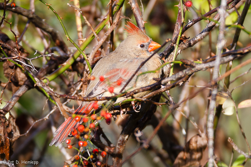 In a bush