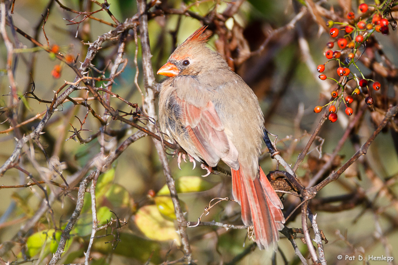 With berries