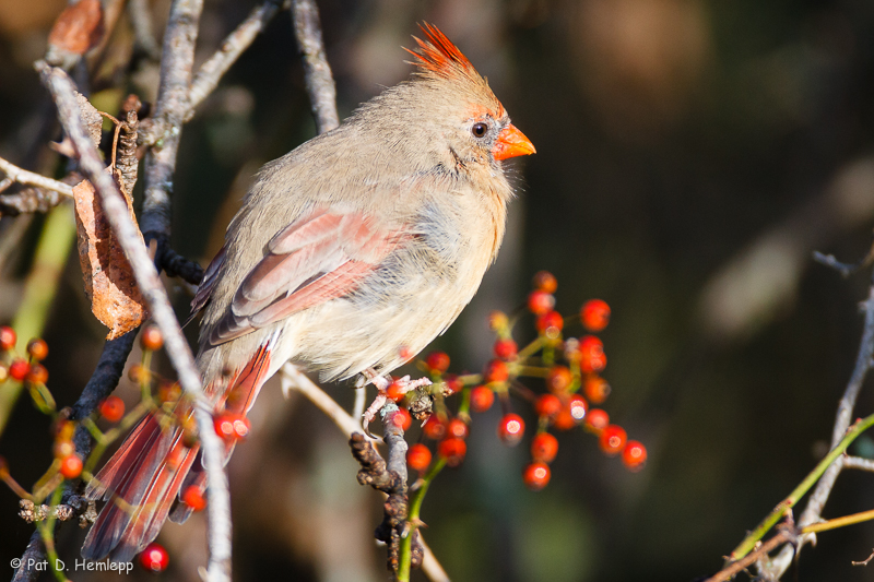 Cardinal profile