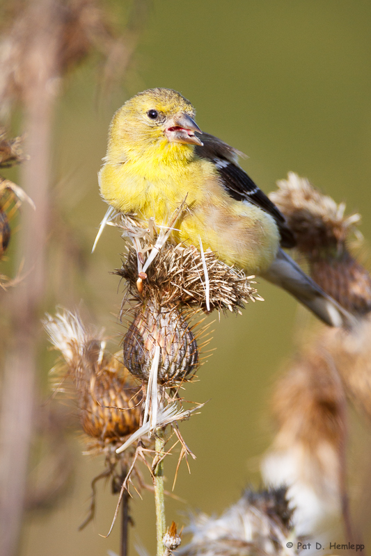 Feeding time