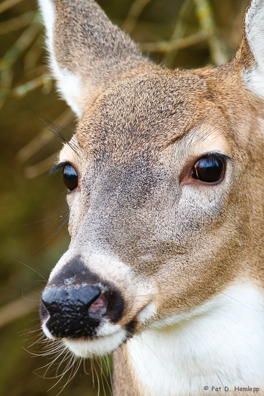 Deer up close