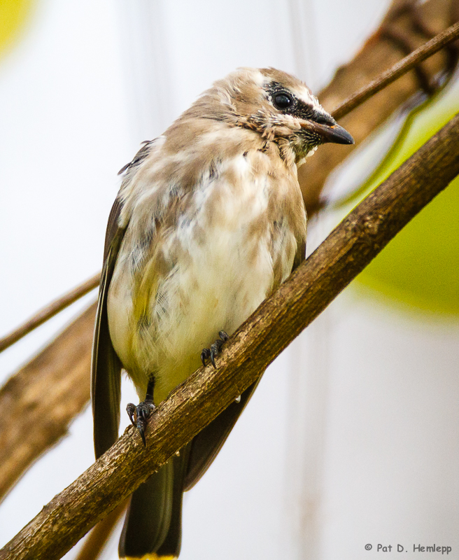 Molting Waxwing