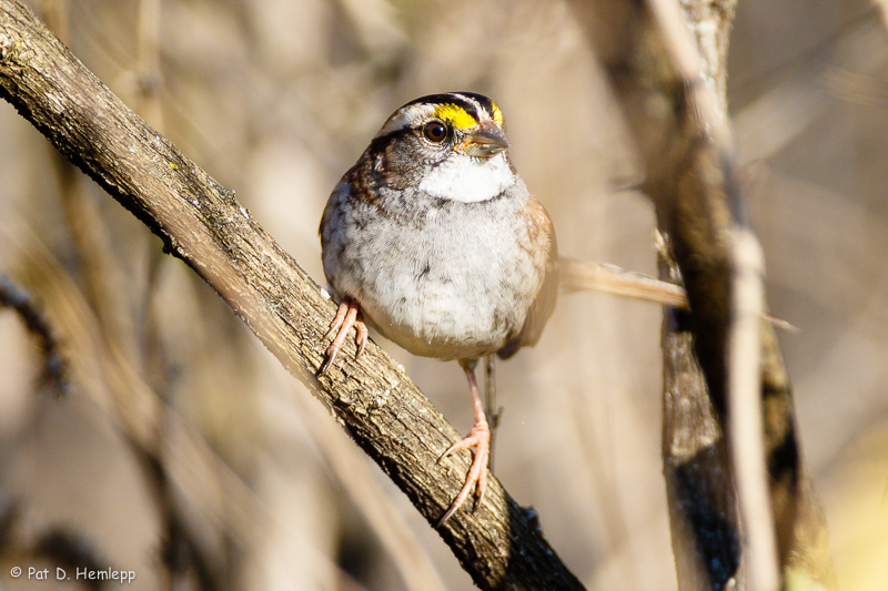 On a branch