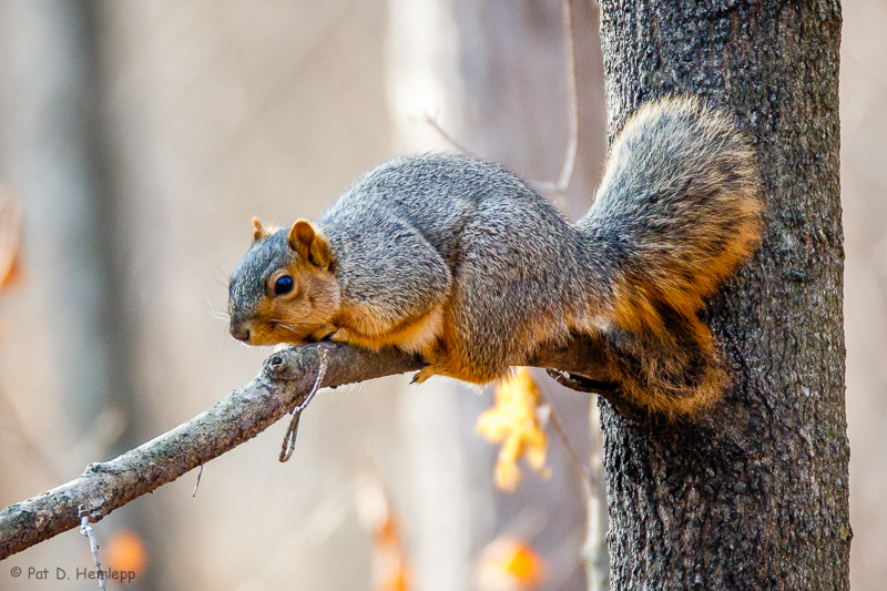 Crouching on limb