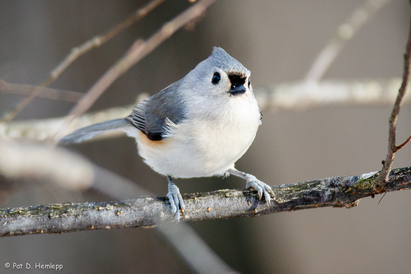 Staring Titmouse