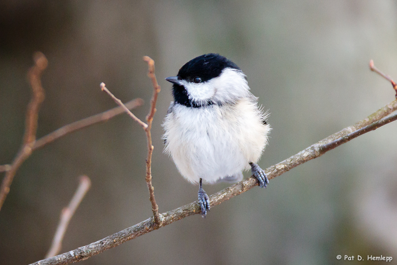 Chickadee profile