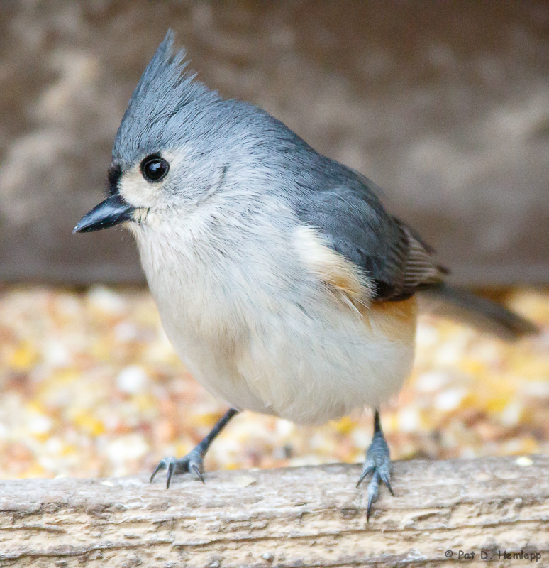 Titmouse up close