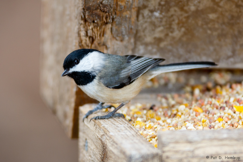 Chickadee on feeder