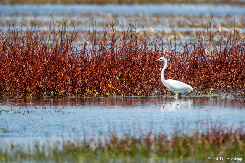 In the wetlands