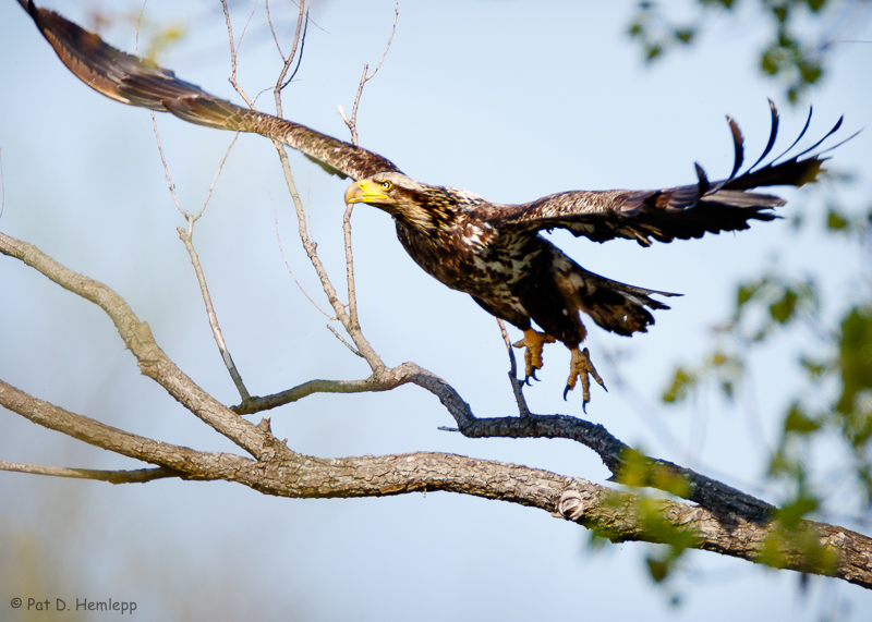 Taking flight