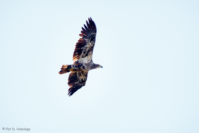 Over the wetlands