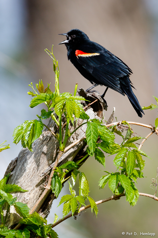 Calling Blackbird