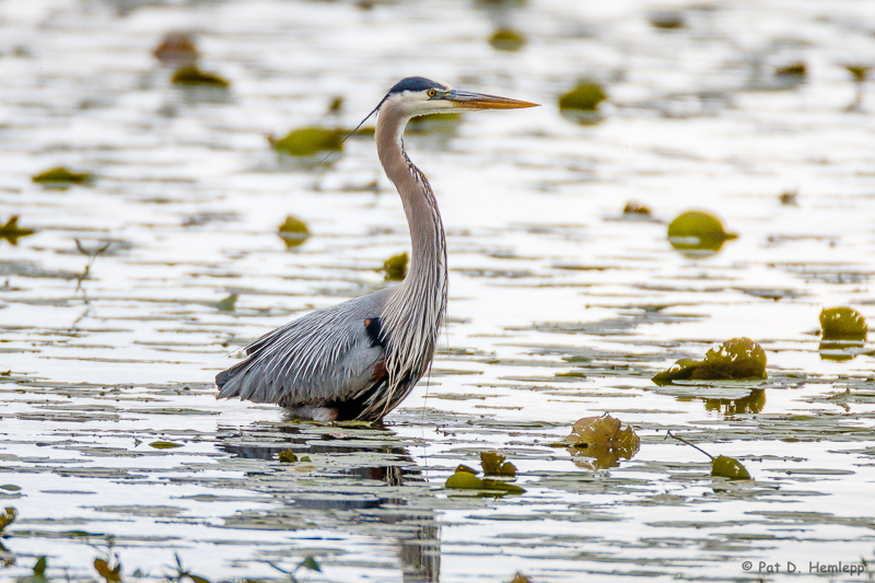 Wading