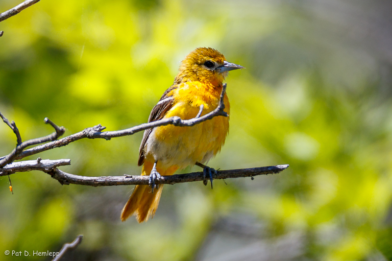 Immature Oriole
