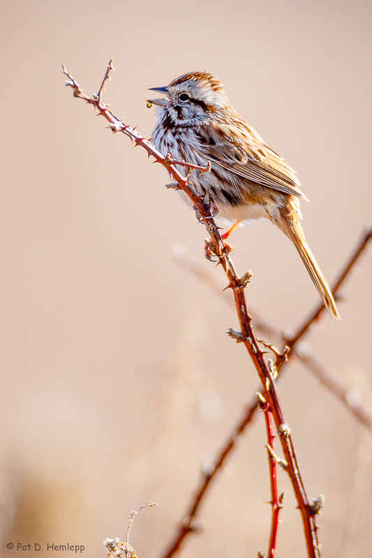 Singing in a field