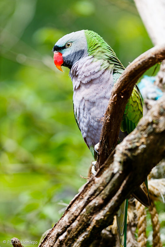 Derbyan Parakeet