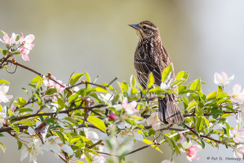 Female Blackbird