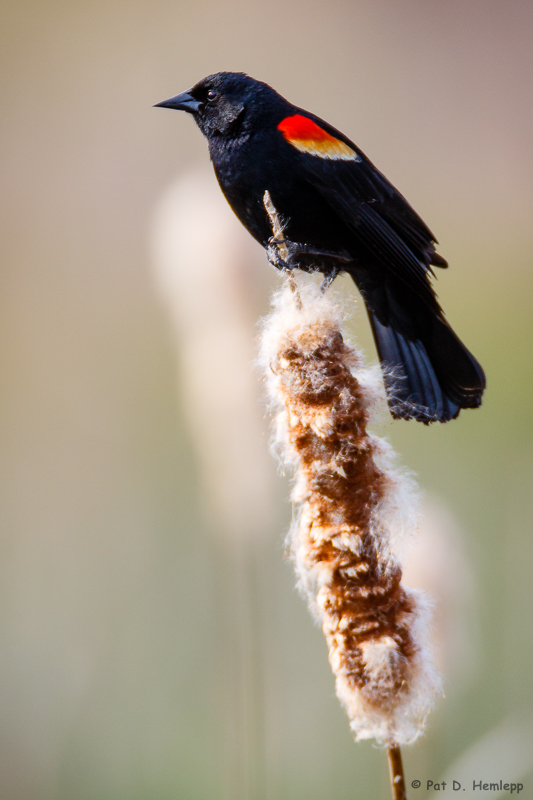 On a cattail