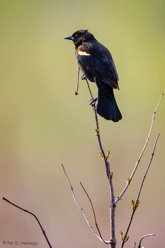 Skinny perch