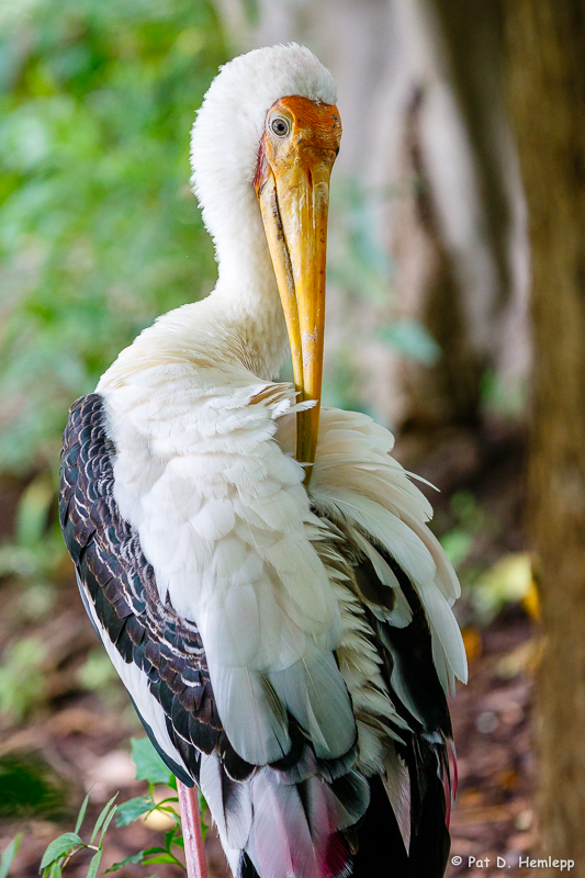 Grooming