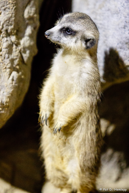 Meerkat