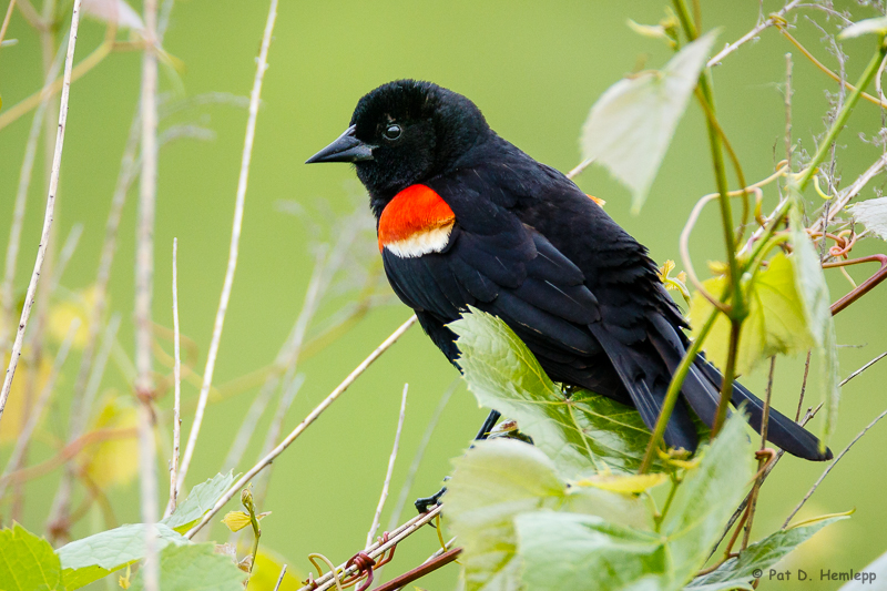 Blackbird on green