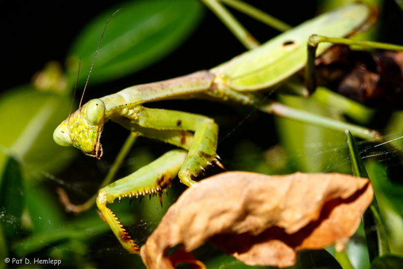 Praying mantis