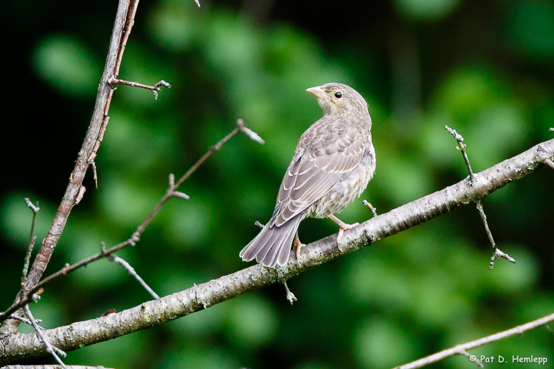 Cowbird on limb