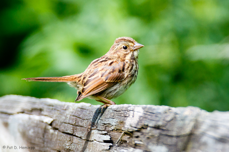 Sparrow on fence